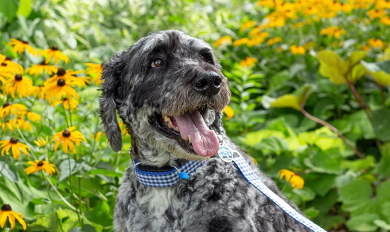 Happy dog in a flower garden wearing a gingham collar with a DocuPet tag