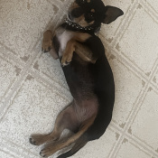 %name%, a %color% %breed% %type%