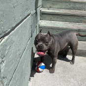%name%, a %color% %breed% %type%