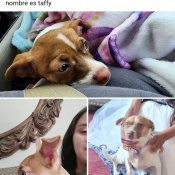 %name%, a %color% %breed% %type%