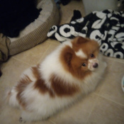 %name%, a %color% %breed% %type%