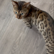 CB, a Brown Bengal Cat