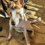 Zediker Zetti, a Apricot, Golden, Cream, White, Dark-brown, Light-silver, Blue Australian Shepherd Dog