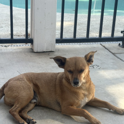 {petName}, a Brown Chihuahua Mix Dog