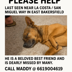 {petName}, a Brown, Black Chihuahua Mix Dog