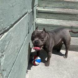 %name%, a %color% %breed% %type%