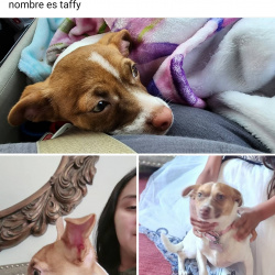 %name%, a %color% %breed% %type%