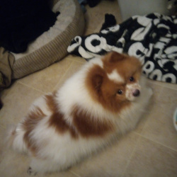%name%, a %color% %breed% %type%