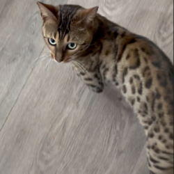 {petName}, a Brown Bengal Cat
