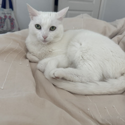 {petName}, a White Domestic Mediumhair Cat