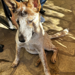 {petName}, a Apricot, Golden, Cream, White, Dark-brown, Light-silver, Blue Australian Shepherd Dog